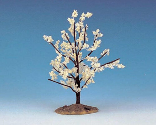 Flowering Magnolia Medium