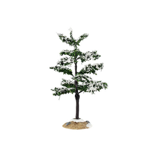 Conifer Tree