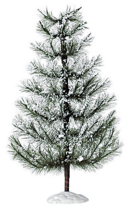 White Pine Extra Large